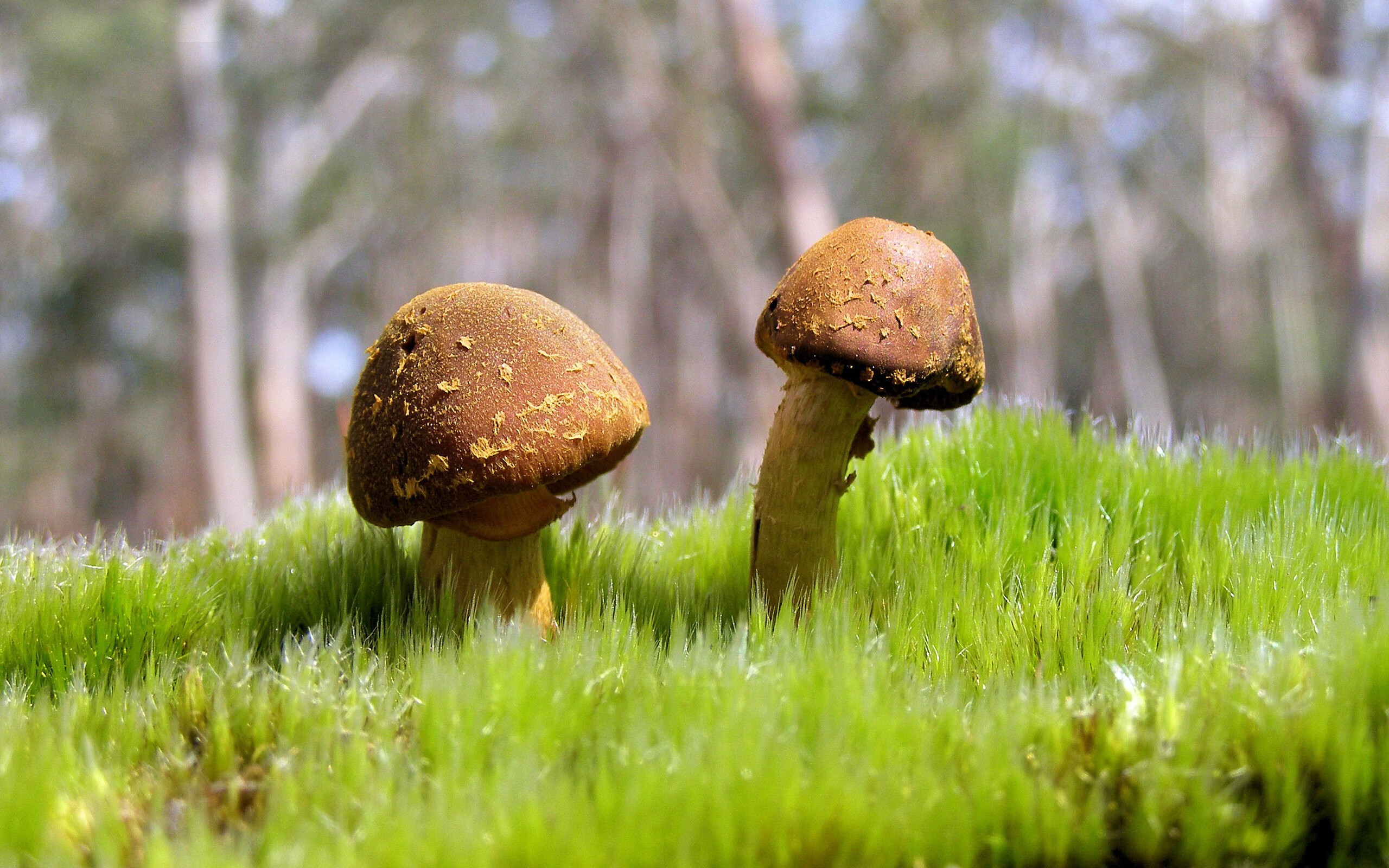 _年度新星赛事：新鲜血液冲击职业舞台_，新鲜血液对团队的作用