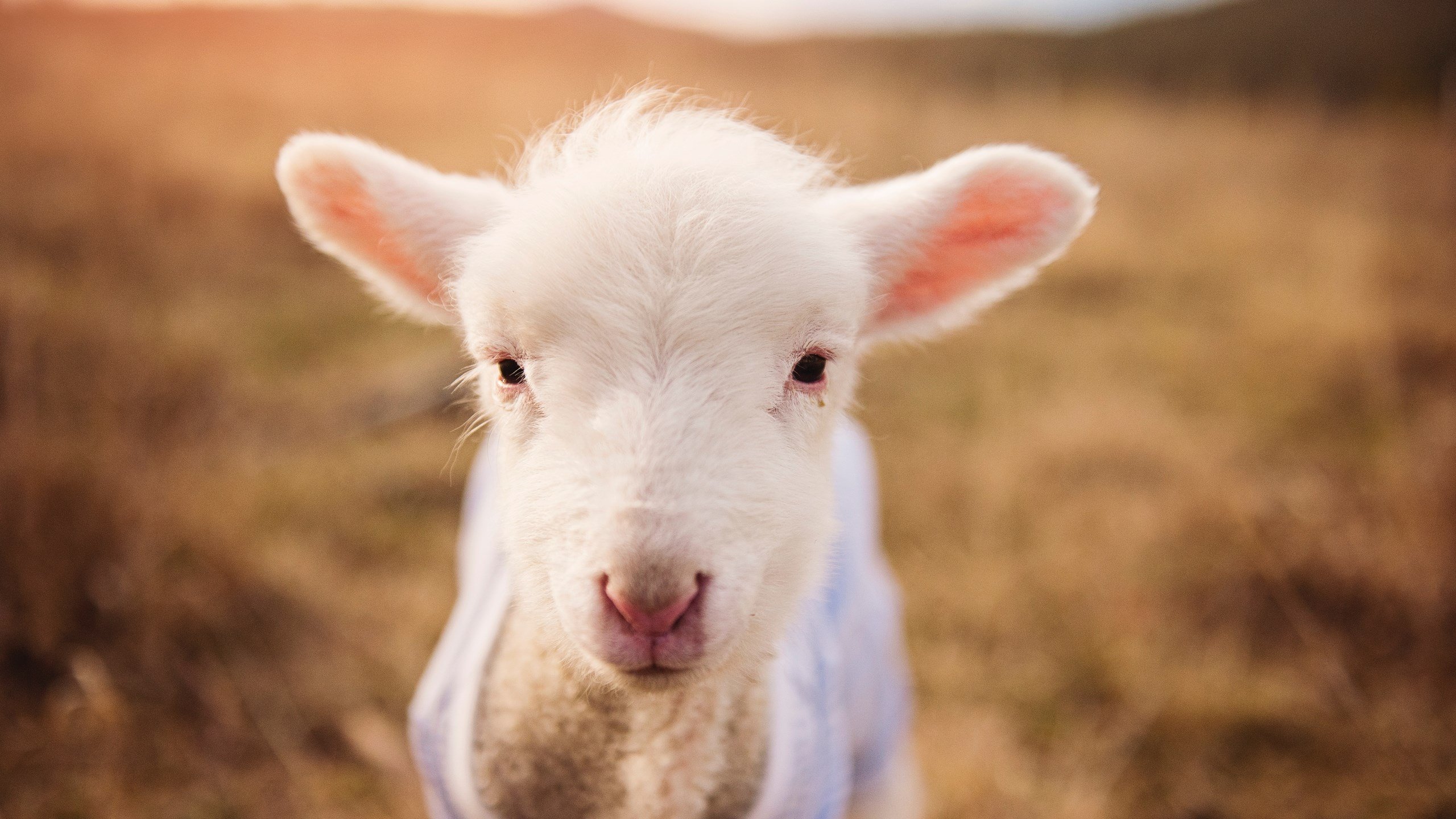 _新兴运动：飞盘高空投掷引领潮流_，飞盘运动技巧