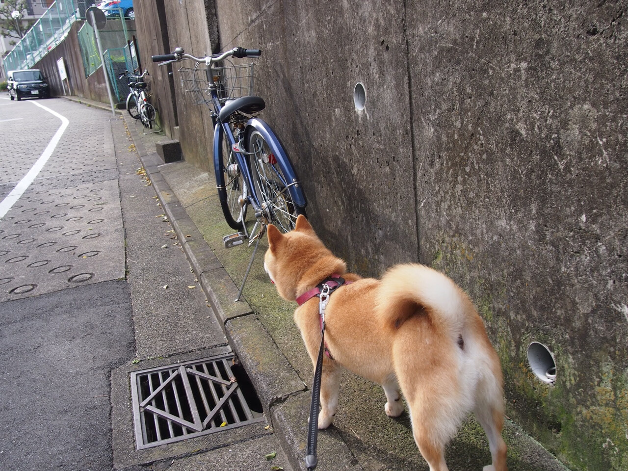 _沙漠越野探险：勇者的绝世极限_，沙漠越野玩法
