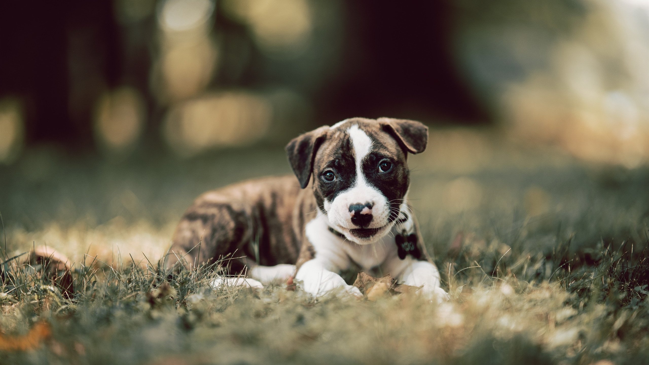 _老将带领奇才，战斗精神永不言弃_，老将上战场的诗句